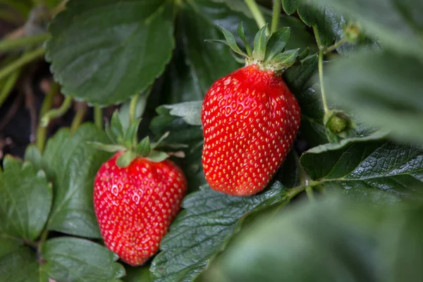 Een Close Van Verse Aardbeien Wijnstok Een Veld Onder Het — Stockfoto