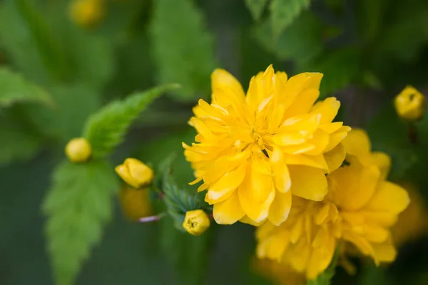 Valikoiva Keltainen Kerria Japonica Kukkia Puutarhassa — kuvapankkivalokuva