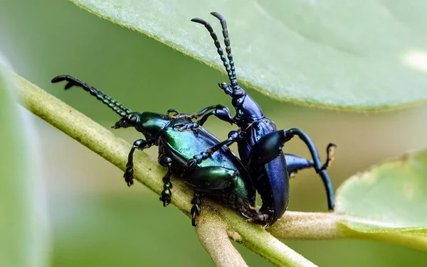 Eine Nahaufnahme Von Insekten Die Sich Paaren — Stockfoto