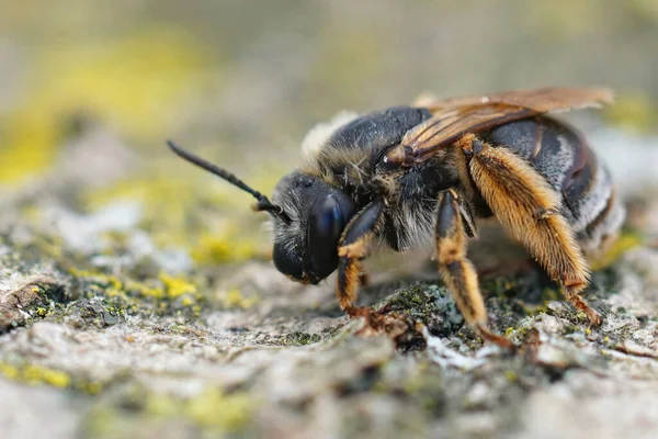Närbild Hona Longhorn Bee Eucera Från Gard Frankrike — Stockfoto