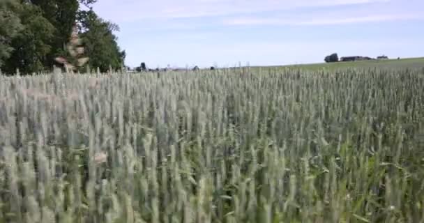 Αγρός Πράσινου Σίτου Στην Ύπαιθρο — Αρχείο Βίντεο