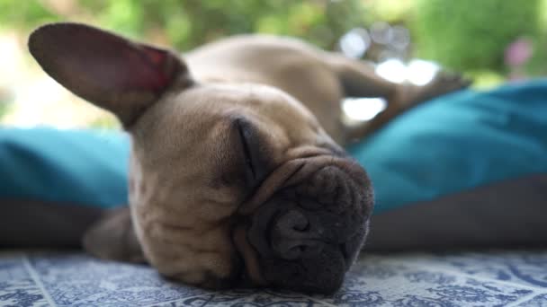床に寝そべってる可愛い犬 — ストック動画