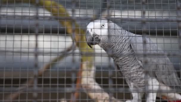 Papagaio Verde Sentado Galho — Vídeo de Stock