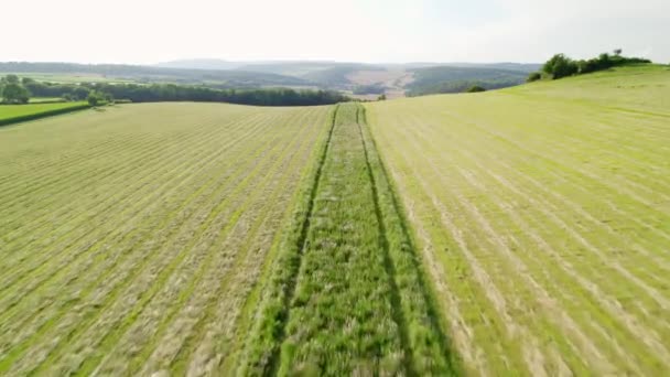 Zelené Pole Spoustou Pšenice — Stock video
