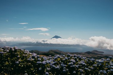 A beautiful view of blue bigleaf hydrangea flowers in the background of Pico island, Portuguese Azores clipart