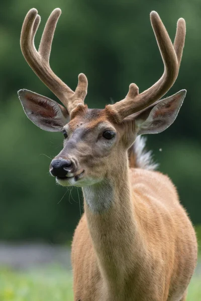 Eine Nahaufnahme Eines Schönen Hirsches — Stockfoto