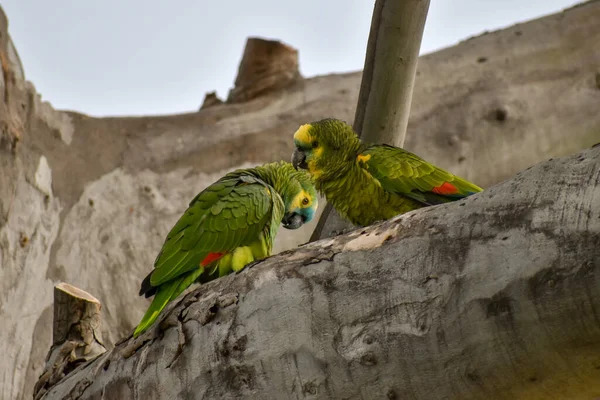 Amazonka Turkusowa Amazona Aestiva Zwana Również Papugą Niebieskooką Naturze Parku — Zdjęcie stockowe