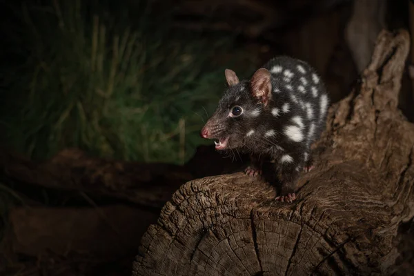 Nahaufnahme Eines Östlichen Quolls Auf Einem Baumstamm Zoo — Stockfoto