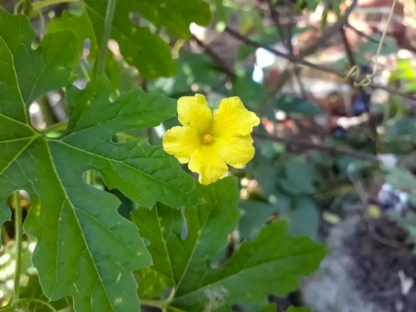 Tiro Close Foco Raso Uma Pequena Flor Amarela Jardim — Fotografia de Stock