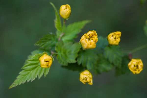 Seletivo Botões Amarelos Kerria Japonica Arbusto — Fotografia de Stock