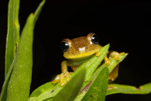 Frog Green Plant Leaf Black Background Free Space — Stock Photo, Image