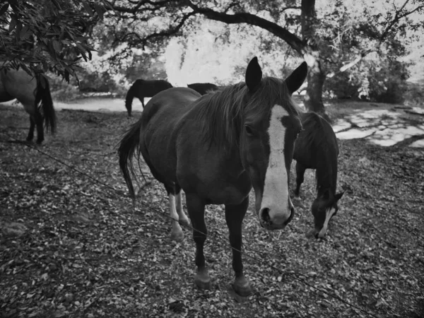 Zbliżenie Ujęcia Konia Wypasającego Trawę Zewnątrz — Zdjęcie stockowe