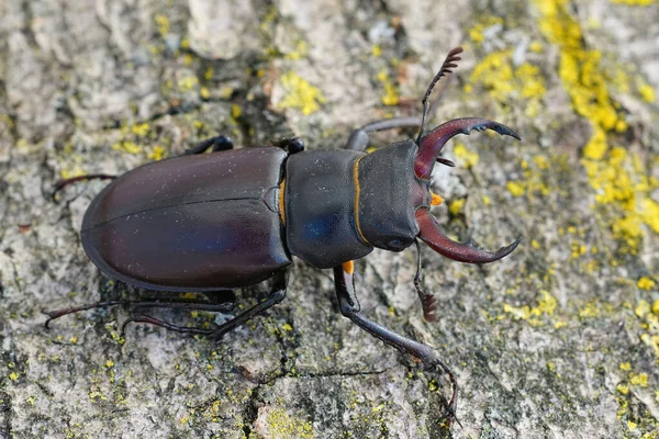 Closeup Male European Stag Beetle Lucanus Servus Piece Wood — Stock Photo, Image