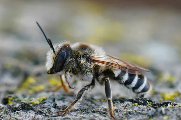 Close Een Mannelijke Bladsnijbij Met Witte Doorsnede Megachile Albisecta Uit — Stockfoto