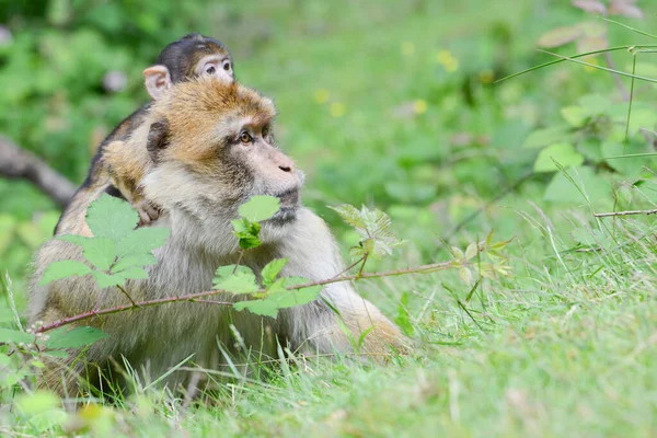 Una Mamma Macaco Con Suo Bambino Sulle Spalle Una Giungla — Foto Stock