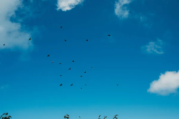 看到一群鸟儿在空旷的天空中飞翔 — 图库照片
