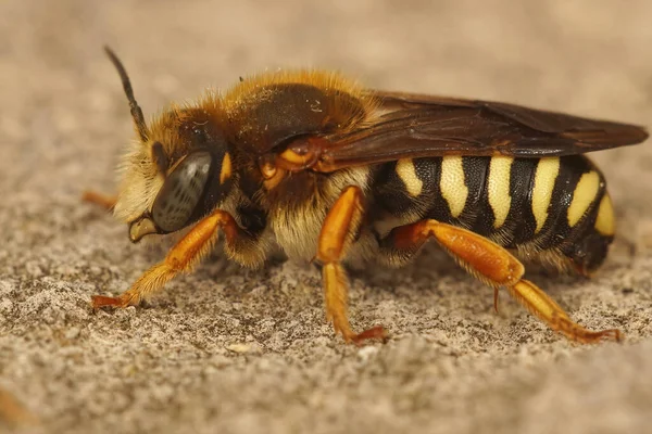 Gros Plan Sur Abeille Solitaire Colorée Abeille Sept Dents Résine — Photo