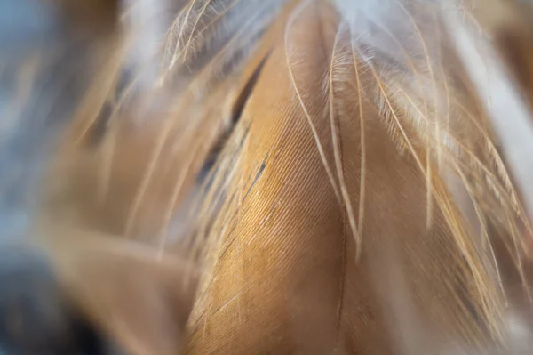 Primer Plano Una Pluma —  Fotos de Stock