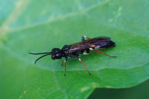 Closeup Rosa Enrolado Lixado Sawfly Allantus Cinctus Uma Folha Verde — Fotografia de Stock