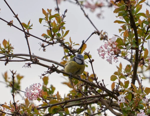 Closeup Eurasian Blue Tit Perched Branch — Fotografia de Stock