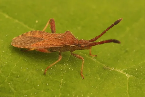 Close Van Lederwants Coriomeris Denticulatus Een Groen Blad — Stockfoto