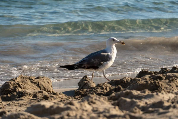 Primo Piano Gabbiano Sulla Spiaggia Sabbia — Foto Stock