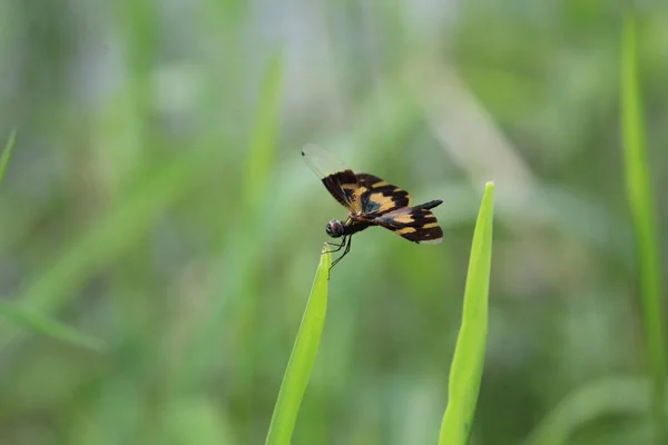 형태의 드래곤 Rhyothemis Variegata 이루어진 매크로 — 스톡 사진