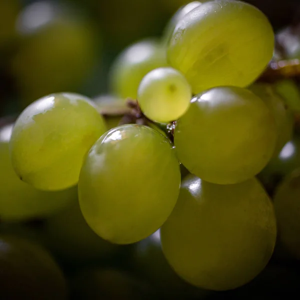 Closeup Juicy Ripe Green Grapes — Stock Photo, Image