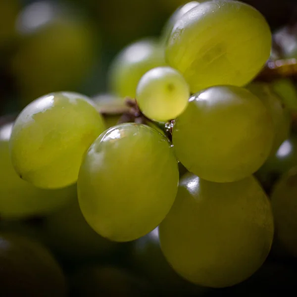 Gros Plan Raisins Verts Mûrs Juteux — Photo