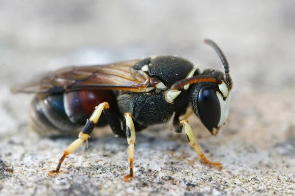 Gros Plan Sur Abeille Panachée Hylaeus Variegatusform Gard France — Photo