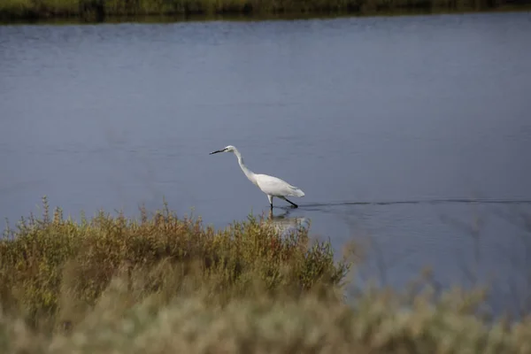 White Bird Long Neck Water Surface — Stock Photo, Image