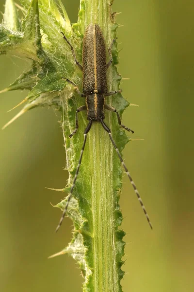 Vertical Closeup Thistle Loving Longhorn Beetle Agapanthia Cardui Gard France — Stock Photo, Image