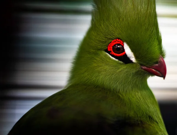 Selettivo Simpatico Turaco Verde — Foto Stock