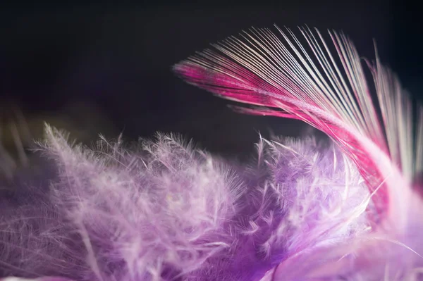 Primer Plano Plumas Moradas Texturizadas Atrapasueños — Foto de Stock