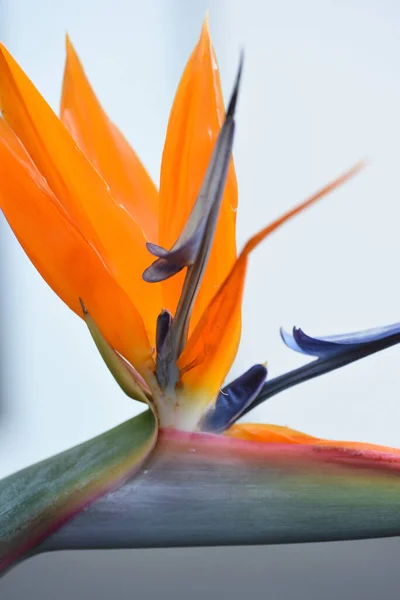 Zbliżenie Ujęcie Ptaka Rajskiego Kwiatu Rozmytym Tle — Zdjęcie stockowe