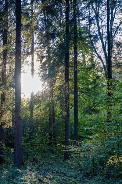 Rekreace Přírodě Spousta Zábavy — Stock fotografie