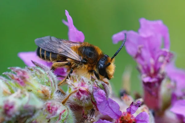 Κοντινό Πλάνο Ενός Αρσενικού Της Μέλισσας Της Melitta Nigricans Ένα — Φωτογραφία Αρχείου