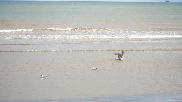 海滩上美丽的鸟群 — 图库照片