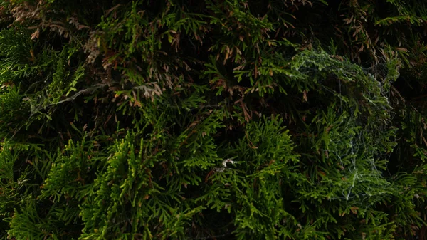 Een Close Shot Van Een Groene Boom — Stockfoto