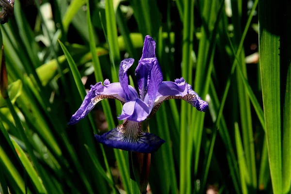 Una Flor Iris Floreciente Gran Jardín Del Castillo Cerca Ciudad —  Fotos de Stock