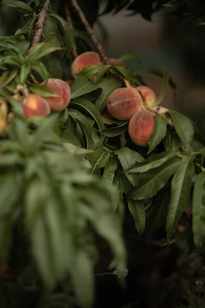 Disparo Vertical Melocotones Creciendo Árbol — Foto de Stock