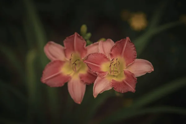 Primer Plano Dos Hermosos Daylilies Rosados — Foto de Stock