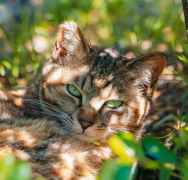 Μια Επιλεκτική Γάτα Ένα Δάσος — Φωτογραφία Αρχείου
