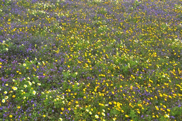 Луг Полный Красочных Цветов Весной Испанском Острове Лансароте — стоковое фото