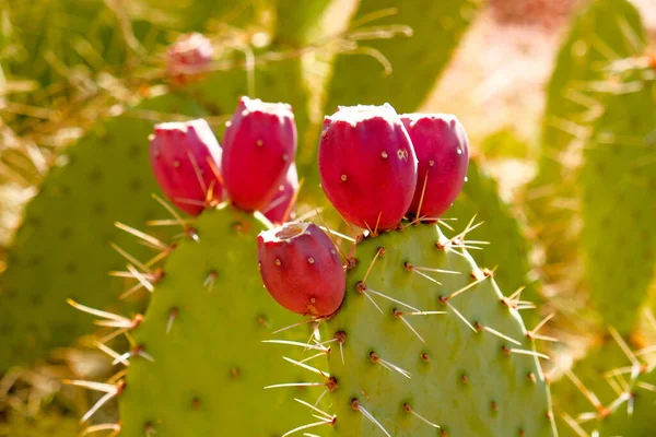 Eine Nahaufnahme Von Östlichen Kaktusfeigen Die Einer Einsamen Gegend Unter — Stockfoto