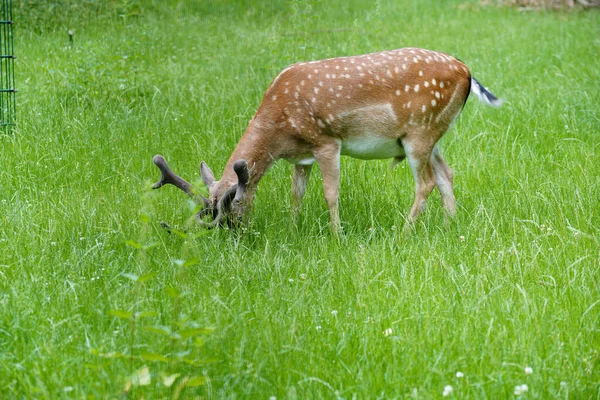 Closeup Deer Grazing Grass Green Field — Stock Photo, Image