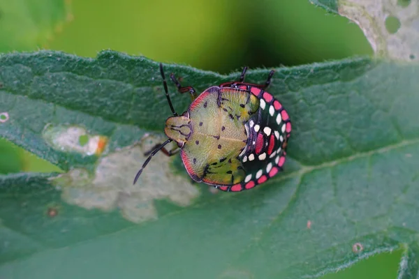 Κοντινό Πλάνο Μιας Πολύχρωμης Νύμφης Του Southern Green Stink Bug — Φωτογραφία Αρχείου