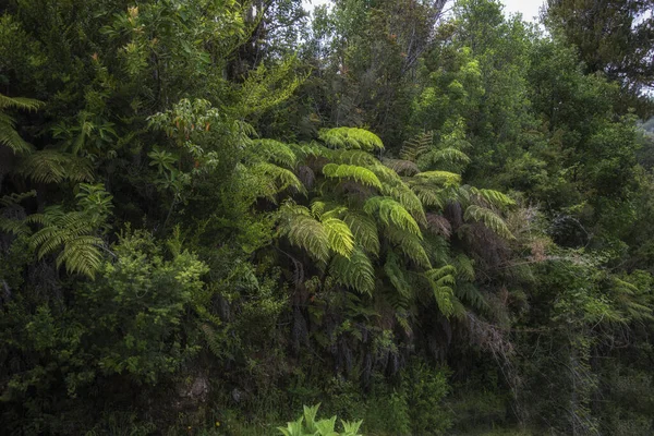 Nature Coast Pacific Los Lagos Region Southern Chile — Stock Photo, Image