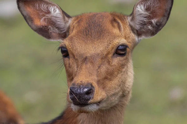 Closeup Shot Beautiful Deer — Stock Photo, Image