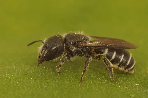 Közelkép Gard Osmia Cephalotes Egyik Kevésbé Ismert Sötétebb Kőműves Méhének — Stock Fotó